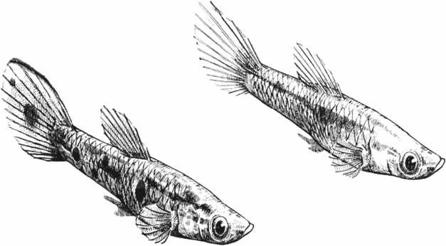 Иллюстрация к книге — Удивительная эволюция. Биологическая история Земли в невероятных превращениях и мутациях организмов [i_025.jpg]