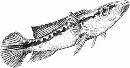 Иллюстрация к книге — Удивительная эволюция. Биологическая история Земли в невероятных превращениях и мутациях организмов [i_027.jpg]