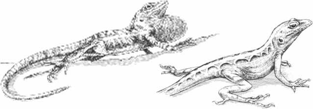 Иллюстрация к книге — Удивительная эволюция. Биологическая история Земли в невероятных превращениях и мутациях организмов [i_028.jpg]