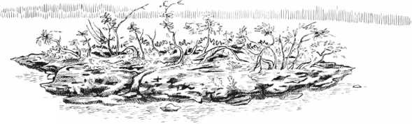 Иллюстрация к книге — Удивительная эволюция. Биологическая история Земли в невероятных превращениях и мутациях организмов [i_029.jpg]