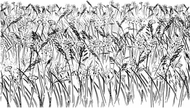 Иллюстрация к книге — Удивительная эволюция. Биологическая история Земли в невероятных превращениях и мутациях организмов [i_031.jpg]