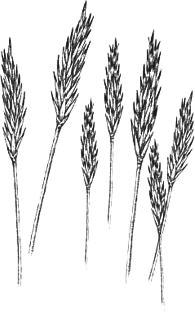 Иллюстрация к книге — Удивительная эволюция. Биологическая история Земли в невероятных превращениях и мутациях организмов [i_032.jpg]