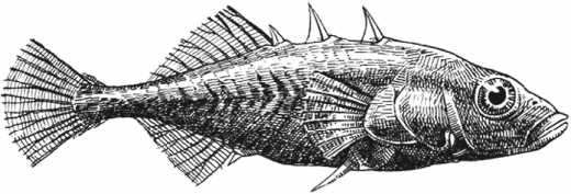 Иллюстрация к книге — Удивительная эволюция. Биологическая история Земли в невероятных превращениях и мутациях организмов [i_035.jpg]