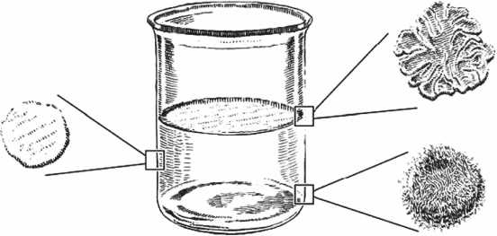 Иллюстрация к книге — Удивительная эволюция. Биологическая история Земли в невероятных превращениях и мутациях организмов [i_039.jpg]