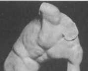 Иллюстрация к книге — Нагота в искусстве: Исследование идеальной формы [i_130.jpg]