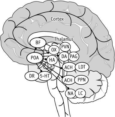 Иллюстрация к книге — Наука о сне. Кто познает тайну сна – познает тайну мозга! [i_017.jpg]