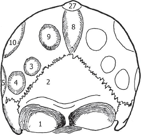 Иллюстрация к книге — Наука о сне. Кто познает тайну сна – познает тайну мозга! [i_030.jpg]