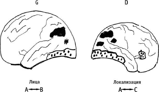 Иллюстрация к книге — Наука о сне. Кто познает тайну сна – познает тайну мозга! [i_040.jpg]
