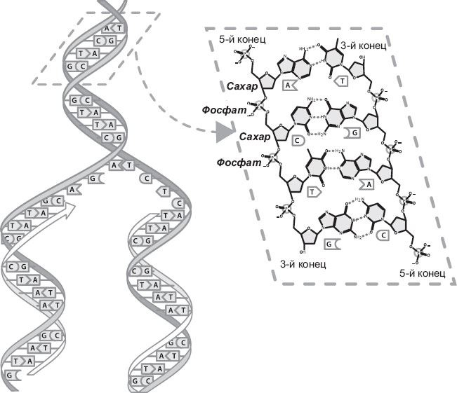 Иллюстрация к книге — Генетический детектив. От исследования рибосомы к Нобелевской премии [i_002.jpg]