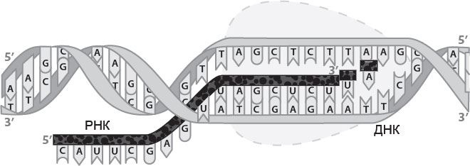 Иллюстрация к книге — Генетический детектив. От исследования рибосомы к Нобелевской премии [i_004.jpg]