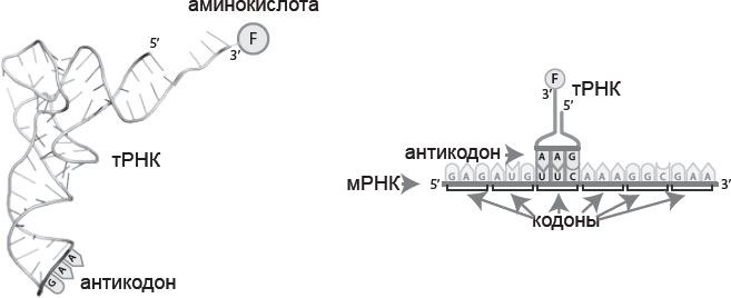 Иллюстрация к книге — Генетический детектив. От исследования рибосомы к Нобелевской премии [i_005.jpg]