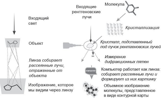 Иллюстрация к книге — Генетический детектив. От исследования рибосомы к Нобелевской премии [i_012.jpg]