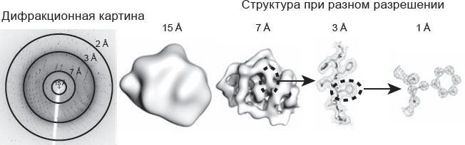 Иллюстрация к книге — Генетический детектив. От исследования рибосомы к Нобелевской премии [i_016.jpg]