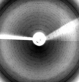 Иллюстрация к книге — Генетический детектив. От исследования рибосомы к Нобелевской премии [i_033.jpg]