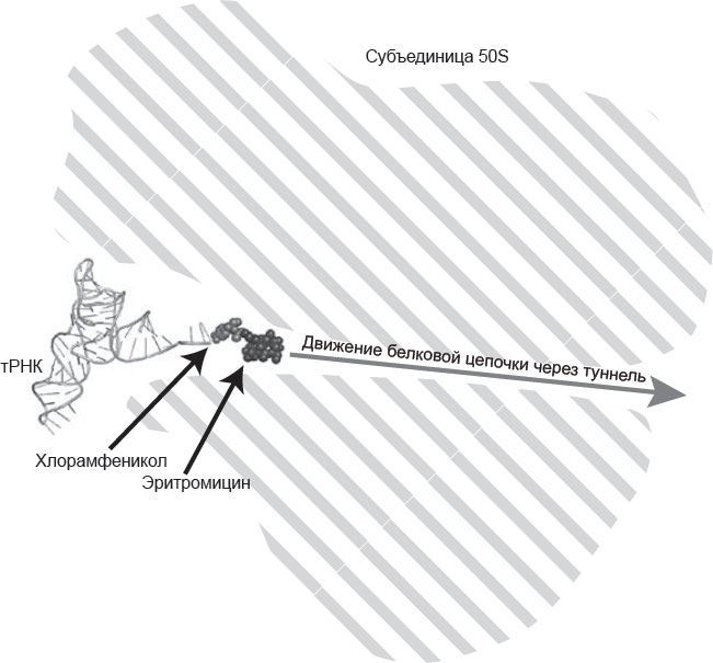 Иллюстрация к книге — Генетический детектив. От исследования рибосомы к Нобелевской премии [i_039.jpg]