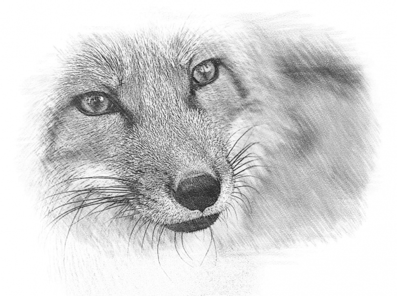 Иллюстрация к книге — Гимназистка. Под тенью белой лисы [_172d8d2b8c4a4d3786eb3318d47fcfd4.jpg]