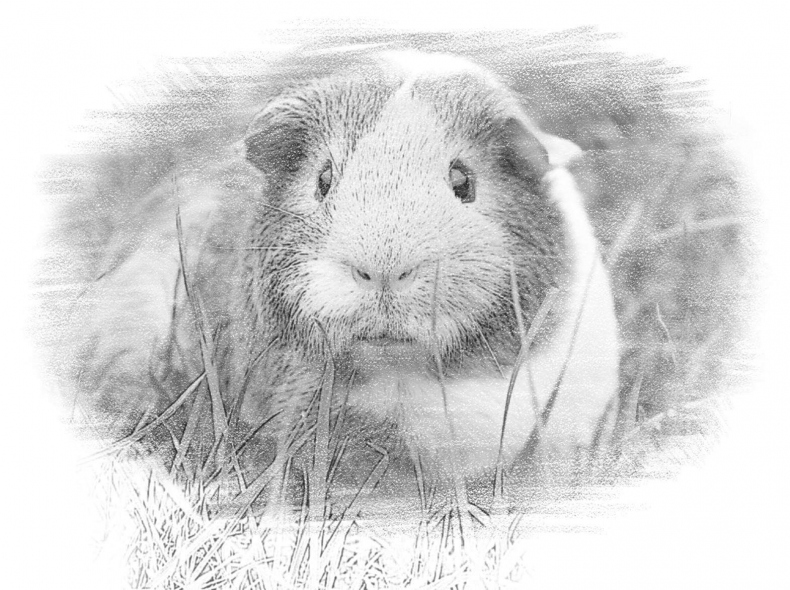 Иллюстрация к книге — Гимназистка. Под тенью белой лисы [_22f573dc3c1941a18755619803ab63b7.jpg]