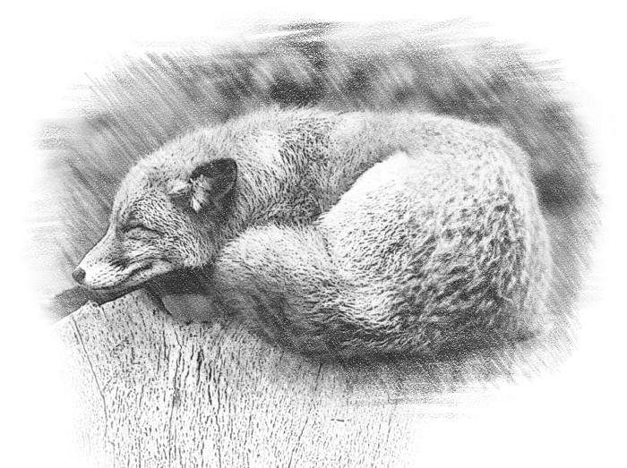 Иллюстрация к книге — Гимназистка. Под тенью белой лисы [_903762470ff04235bd56e11be9492189.jpg]