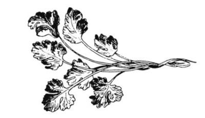 Иллюстрация к книге — Убийство со вкусом кьянти [i_031.jpg]