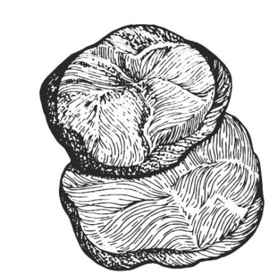 Иллюстрация к книге — Убийство со вкусом кьянти [i_037.jpg]