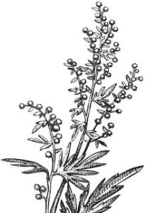 Иллюстрация к книге — Убийство со вкусом кьянти [i_055.jpg]