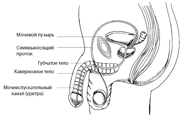 Иллюстрация к книге — Penis. Гид по мужскому здоровью от врача-уролога [i_003.jpg]