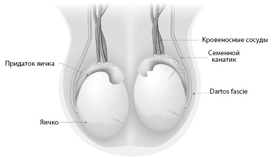 Иллюстрация к книге — Penis. Гид по мужскому здоровью от врача-уролога [i_005.jpg]