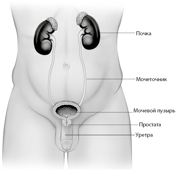 Иллюстрация к книге — Penis. Гид по мужскому здоровью от врача-уролога [i_007.jpg]