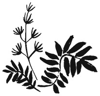 Иллюстрация к книге — Зеленая магия. Сезонные ритуалы, зельетворчество, алхимия трав [i_002.jpg]