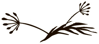 Иллюстрация к книге — Зеленая магия. Сезонные ритуалы, зельетворчество, алхимия трав [i_025.jpg]