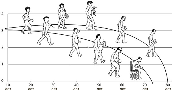Иллюстрация к книге — Молодость навсегда. Как замедлить процессы старения и сохранить здоровье [i_002.jpg]