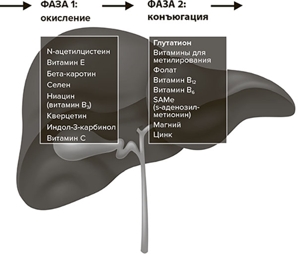 Иллюстрация к книге — Молодость навсегда. Как замедлить процессы старения и сохранить здоровье [i_008.jpg]