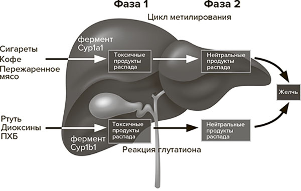 Иллюстрация к книге — Молодость навсегда. Как замедлить процессы старения и сохранить здоровье [i_009.jpg]