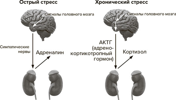 Иллюстрация к книге — Молодость навсегда. Как замедлить процессы старения и сохранить здоровье [i_013.jpg]