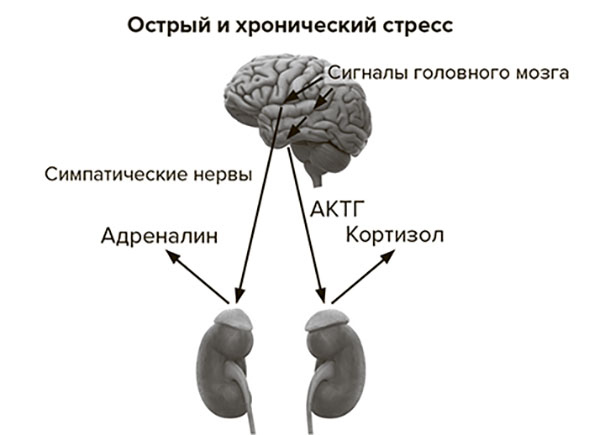 Иллюстрация к книге — Молодость навсегда. Как замедлить процессы старения и сохранить здоровье [i_014.jpg]