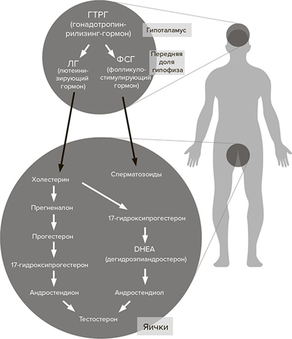 Иллюстрация к книге — Молодость навсегда. Как замедлить процессы старения и сохранить здоровье [i_020.jpg]