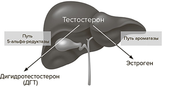 Иллюстрация к книге — Молодость навсегда. Как замедлить процессы старения и сохранить здоровье [i_021.jpg]
