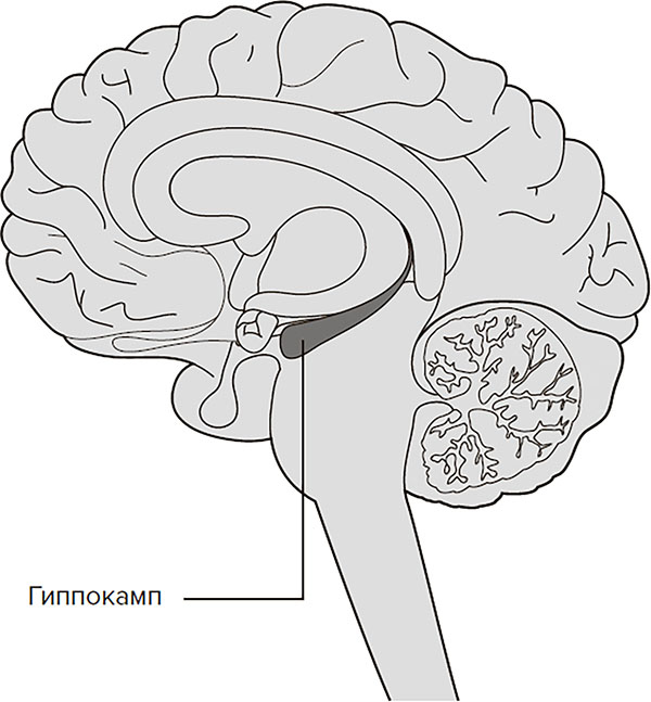 Иллюстрация к книге — Молодость навсегда. Как замедлить процессы старения и сохранить здоровье [i_029.jpg]