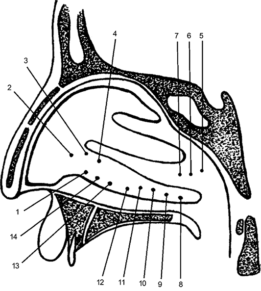 Иллюстрация к книге — Целебная натуротерапия [i_002.jpg]