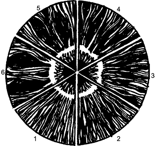 Иллюстрация к книге — Целебная натуротерапия [i_009.jpg]