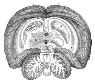 Иллюстрация к книге — Взламывая психиатрию [i_027.jpg]
