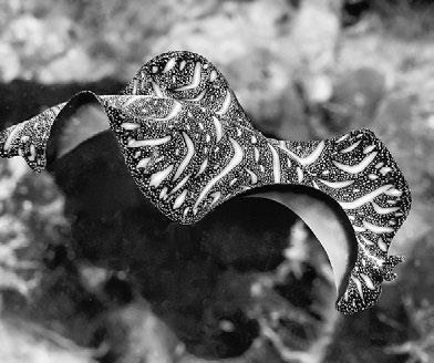 Иллюстрация к книге — Взламывая психиатрию [i_157.jpg]