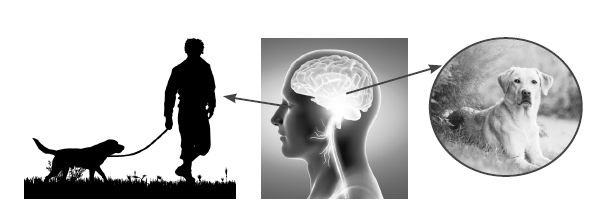 Иллюстрация к книге — Мозг и разум в эпоху виртуальной реальности [i_016.jpg]