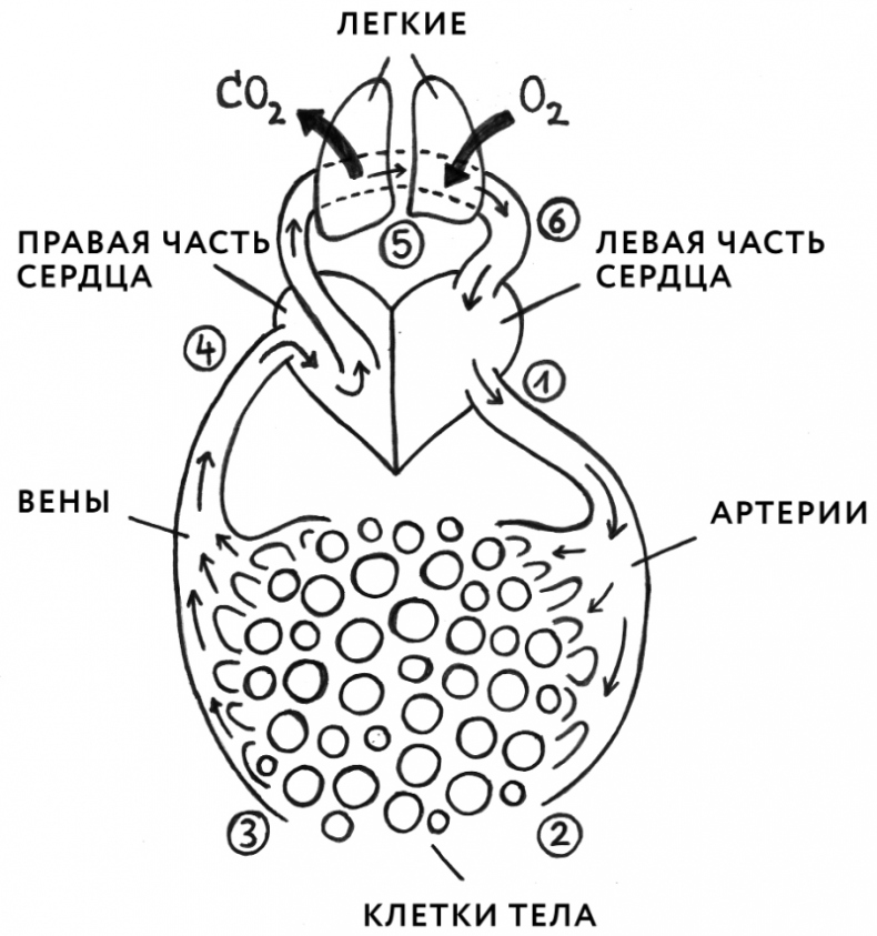 Иллюстрация к книге — Здоровая кожа без лекарств: как покончить с недостатками во внешности, изменив привычки питания [i_003.jpg]