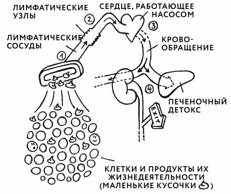 Иллюстрация к книге — Здоровая кожа без лекарств: как покончить с недостатками во внешности, изменив привычки питания [i_004.jpg]