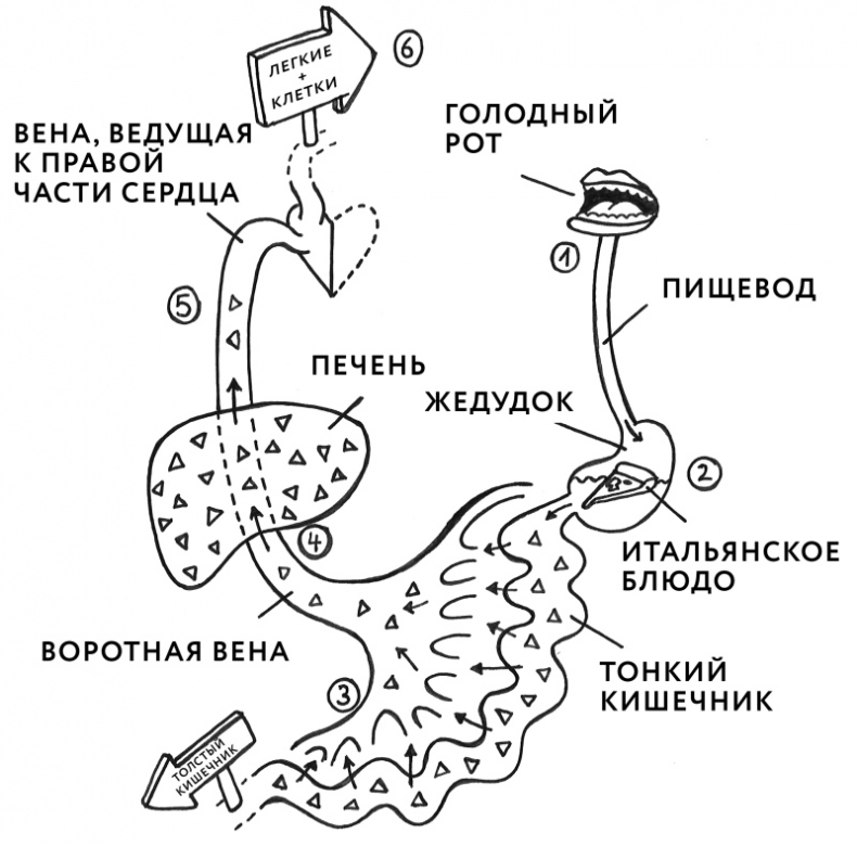 Иллюстрация к книге — Здоровая кожа без лекарств: как покончить с недостатками во внешности, изменив привычки питания [i_006.jpg]