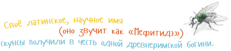 Иллюстрация к книге — Я скунс [i_014.jpg]