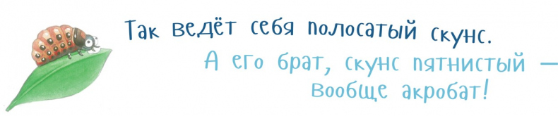 Иллюстрация к книге — Я скунс [i_020.jpg]