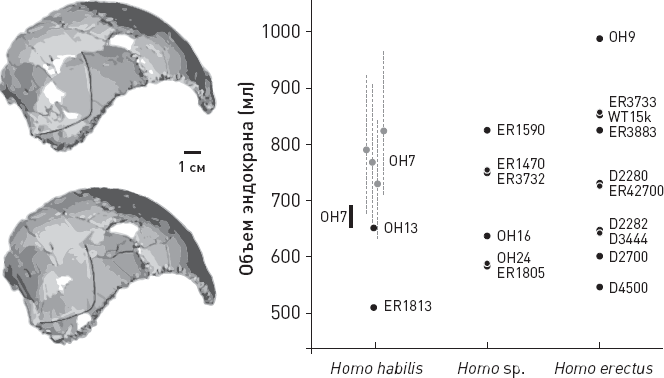 Иллюстрация к книге — Эволюция человека. Книга 3. Кости, гены и культура [i_005.jpg]