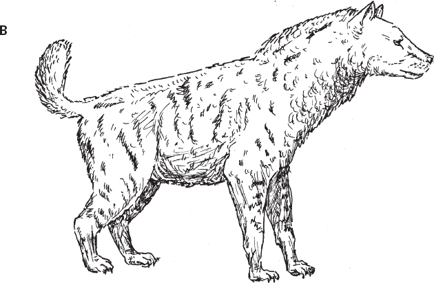 Иллюстрация к книге — Эволюция человека. Книга 3. Кости, гены и культура [i_008.jpg]